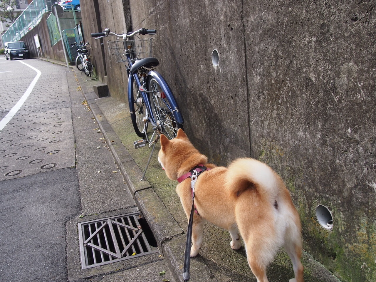 2025世俱杯赛程-CBA赛季吸引众多球迷关注，cba上赛季各队队员